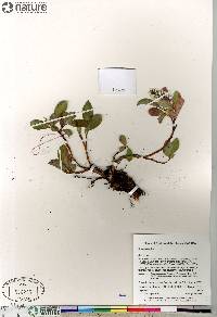 Salix arctica image