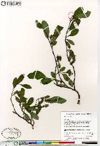 Salix arctica image