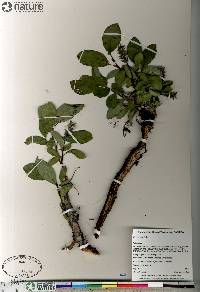 Salix arctica image