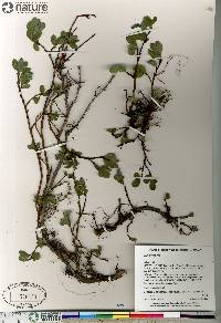 Salix arctica image