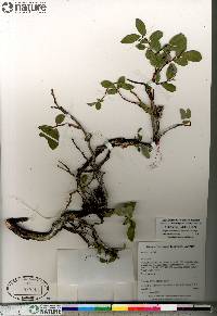 Salix arctica image