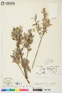 Salix brachycarpa image