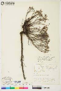 Salix brachycarpa image