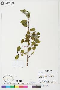 Salix glauca image