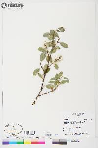 Salix glauca image