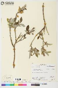 Salix glauca image