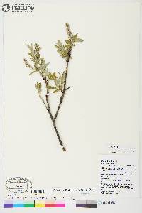 Salix glauca image