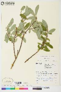 Salix glauca image