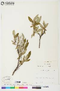 Salix glauca image