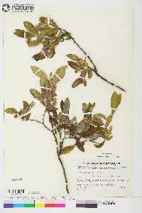 Salix glauca image