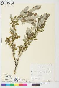 Salix glauca image