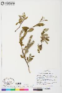 Salix glauca var. cordifolia image