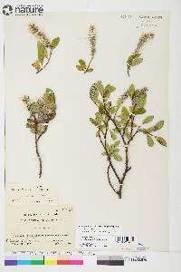 Salix glauca image