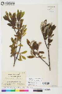 Salix glauca var. cordifolia image