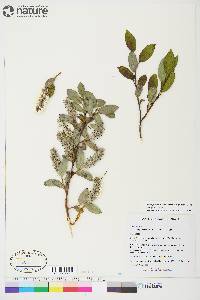 Salix glauca image