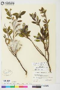 Salix glauca var. cordifolia image