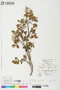 Salix glauca image