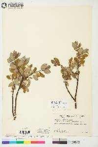 Salix glauca image