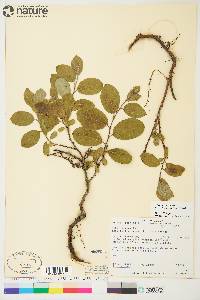 Salix glauca image