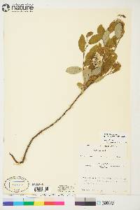 Salix glauca image