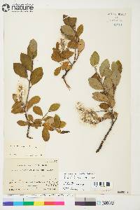 Salix glauca image