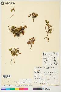 Salix herbacea image