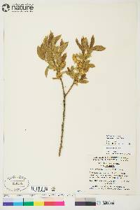 Salix lasiandra image