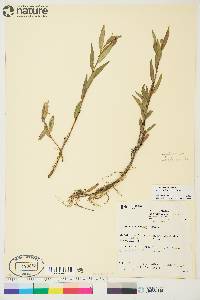 Salix lasiandra image