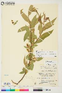 Salix lasiandra var. caudata image