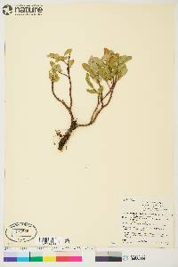 Salix pseudomyrsinites image