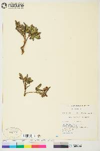 Salix myrtillifolia image