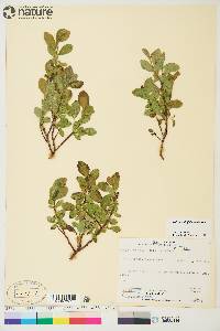 Salix myrtillifolia image