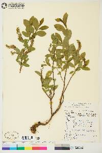 Salix myrtillifolia image