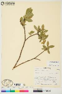 Salix myrtillifolia image