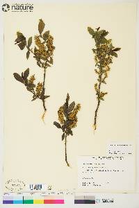 Salix myrtillifolia image