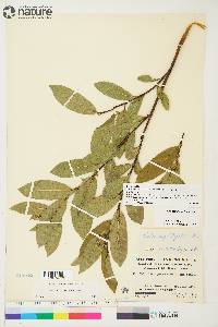 Salix myrtillifolia image