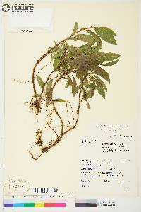 Salix myrtillifolia image