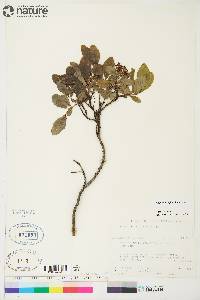 Salix myrtillifolia image