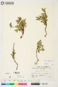 Salix myrtillifolia image