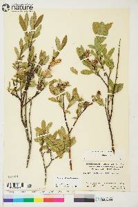 Salix myrtillifolia image