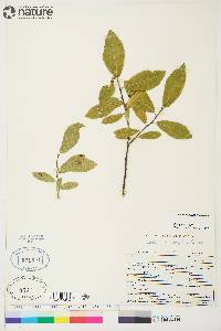 Salix myrtillifolia image