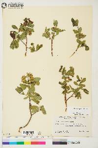 Salix myrtillifolia image