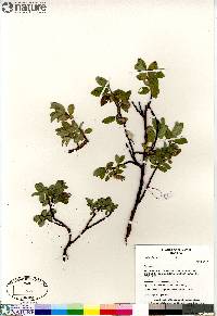 Salix glauca image