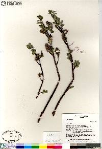 Salix glauca image