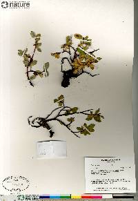 Salix glauca image