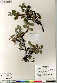 Salix glauca image