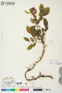 Salix myrtillifolia image