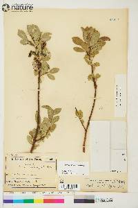 Salix myrtillifolia image