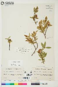 Salix myrtillifolia image