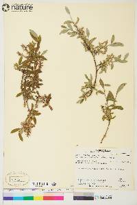 Salix brachycarpa subsp. niphoclada image